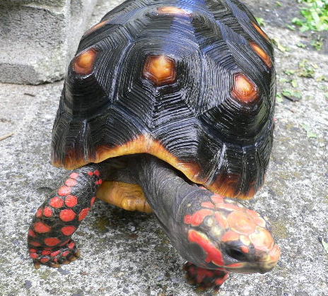 アカアシリクガメ チェリーヘッド Gｅｏｃｈｅｌｏｎｅ ｃａｒｂｏｎａｒｉａ 23cm