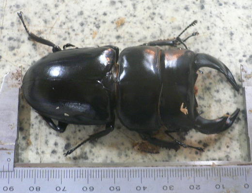コンゴ産 ゴライヤスオオツノハナムグリ 98mm 1/1ゴライアス